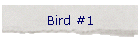 Bird #1