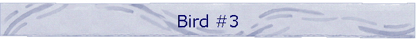 Bird #3