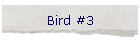 Bird #3