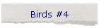 Birds #4